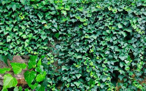 常春藤 植物 照顧